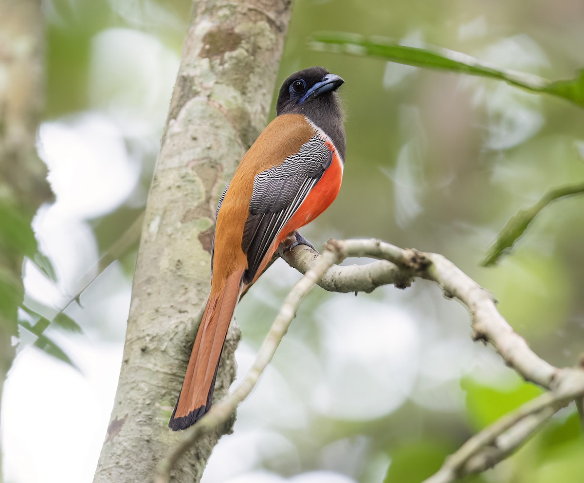 Malabar Trogon - Parmil Kumar