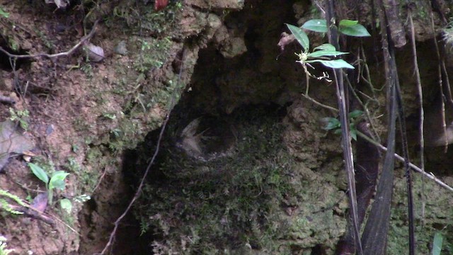 Torrentero de Borneo - ML610542289