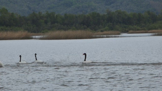 Black-necked Swan - ML610542292