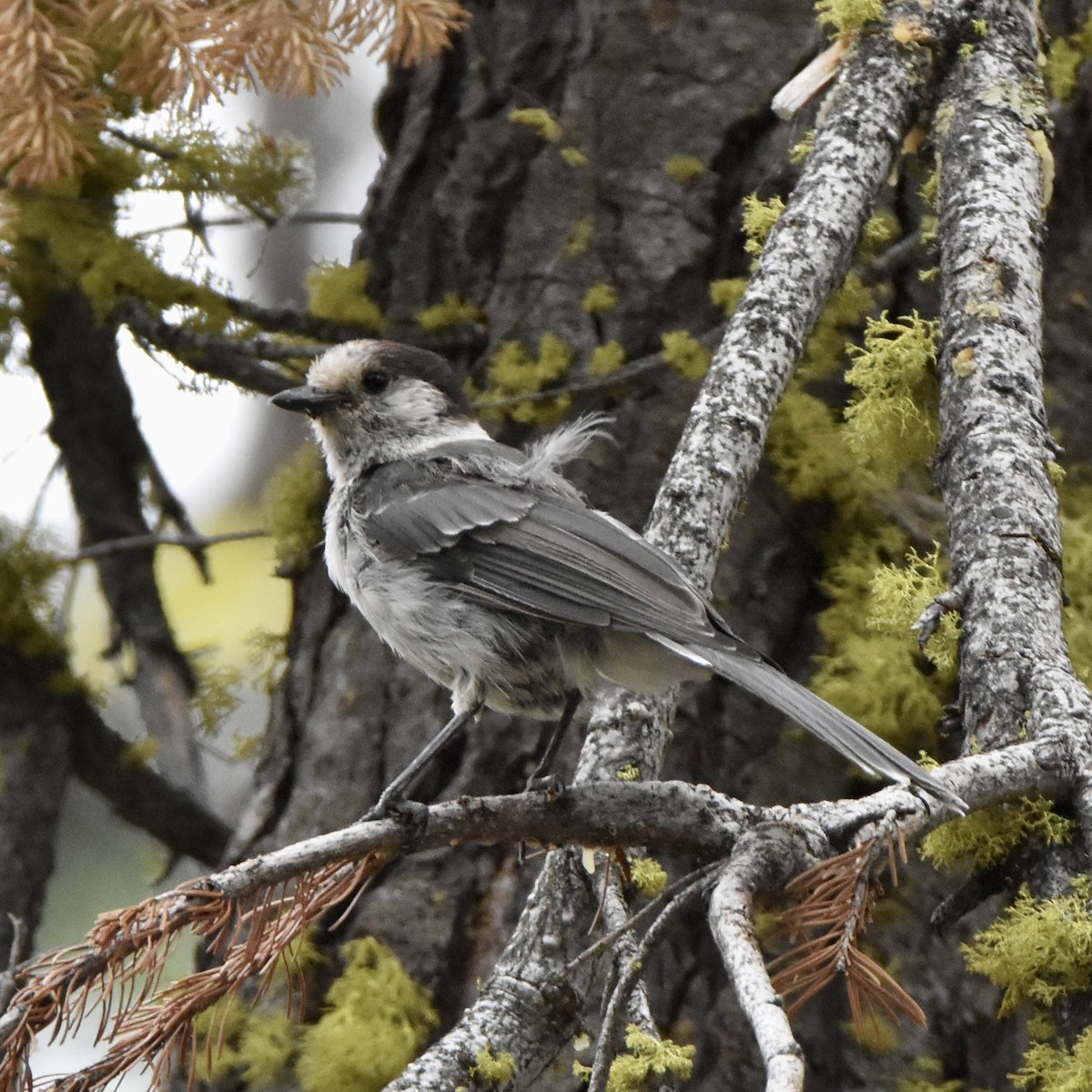 Canada Jay - ML610542321