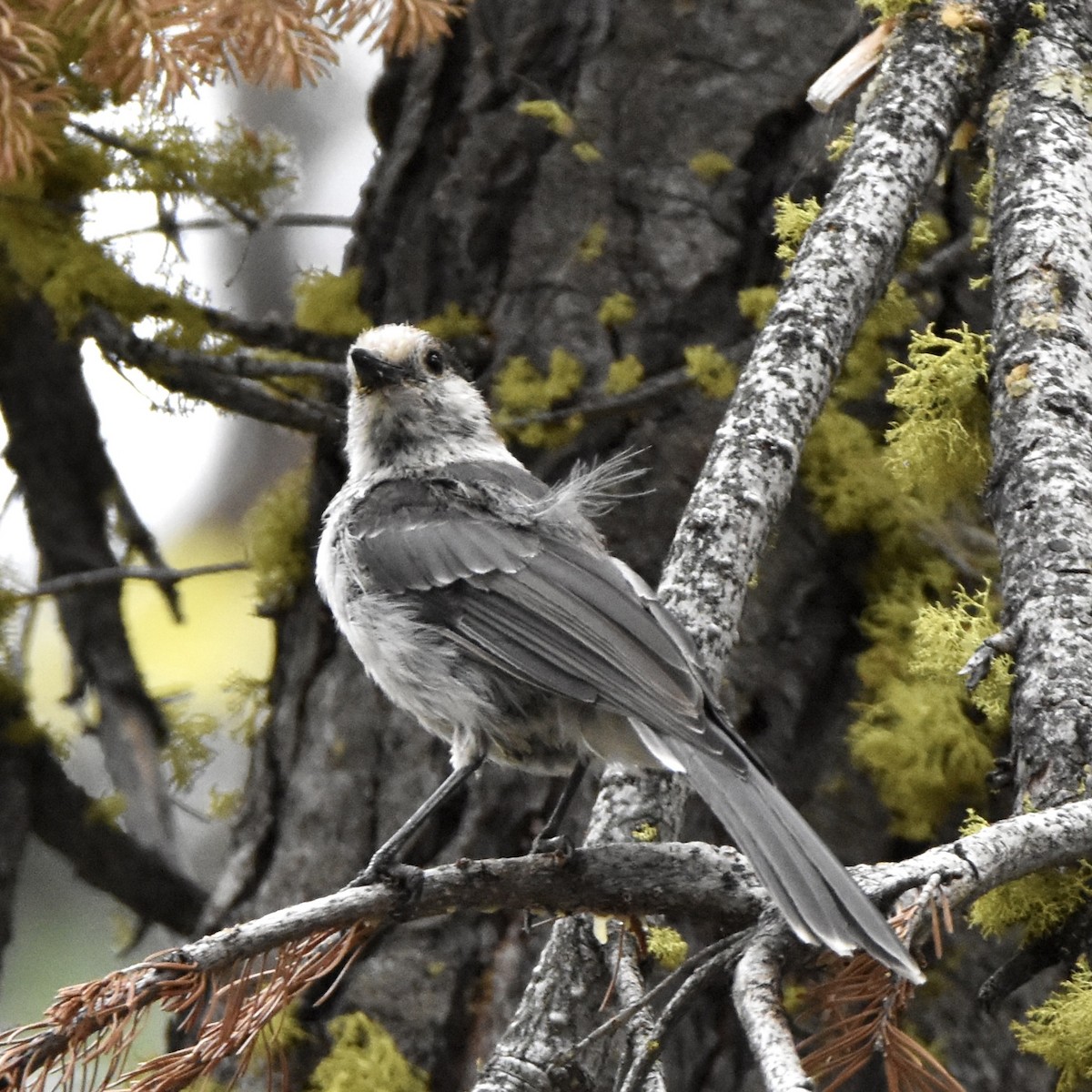 Canada Jay - ML610542322