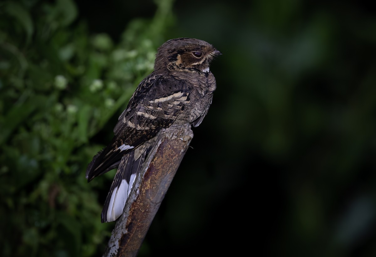 Jerdon's Nightjar - ML610542363