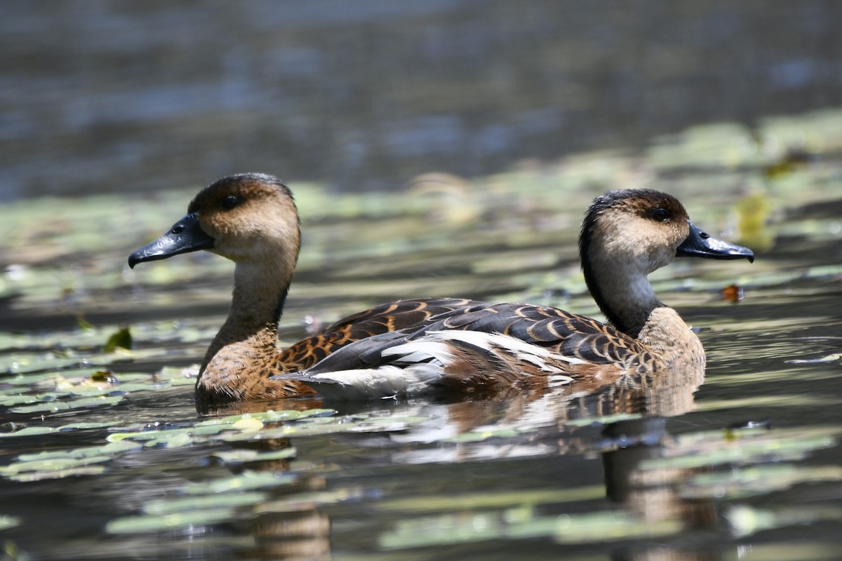 Wandering Whistling-Duck - ML610542410