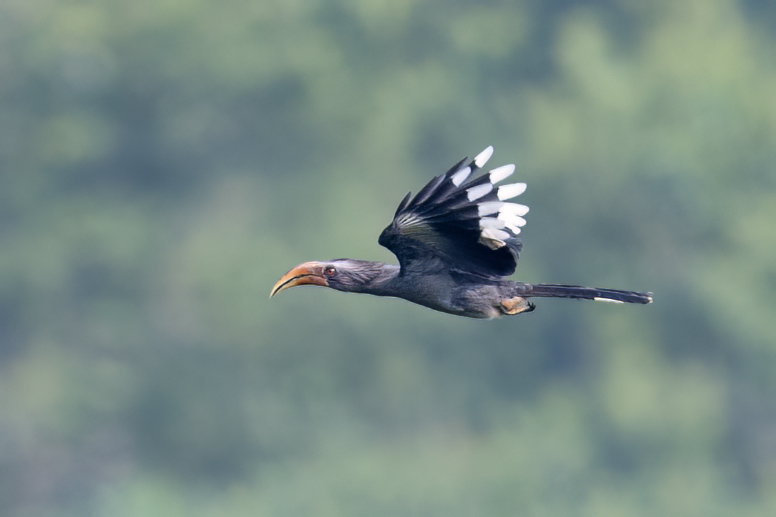 Malabar Gray Hornbill - Parmil Kumar