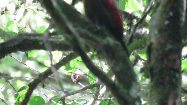 Checker-throated Woodpecker (Checker-throated) - ML610542478