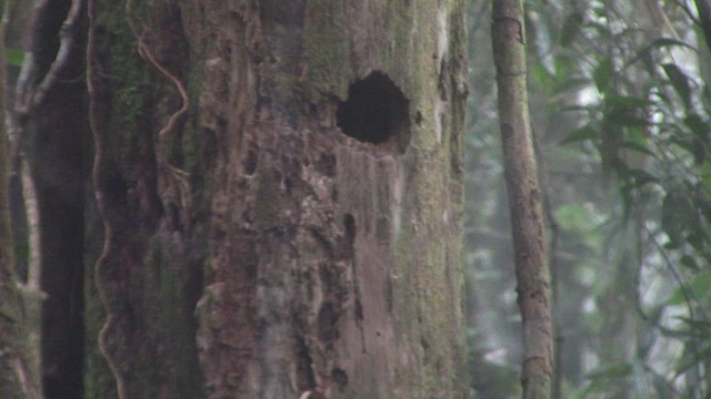 Checker-throated Woodpecker (Checker-throated) - ML610542489