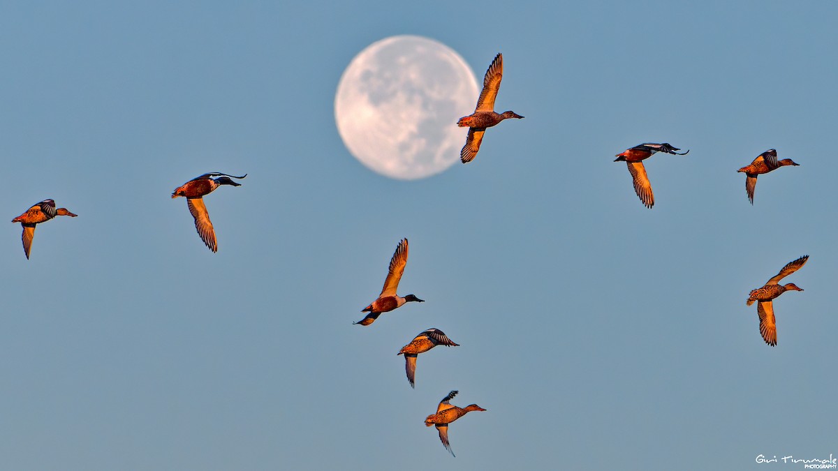 Northern Shoveler - ML610542569