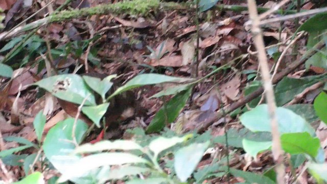 Arborófila de Borneo - ML610542676