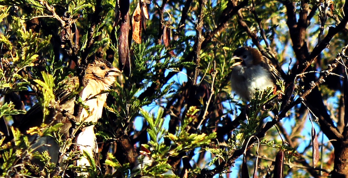 Speckle-fronted Weaver - ML610542697