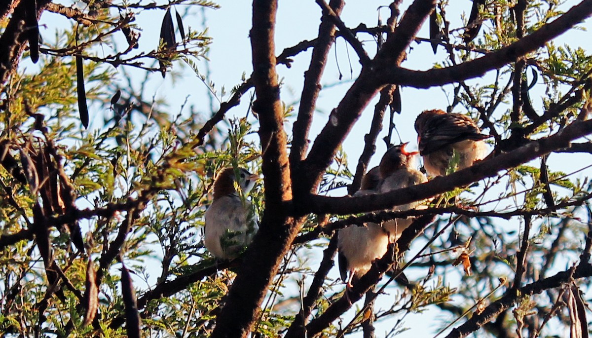 Speckle-fronted Weaver - ML610542698