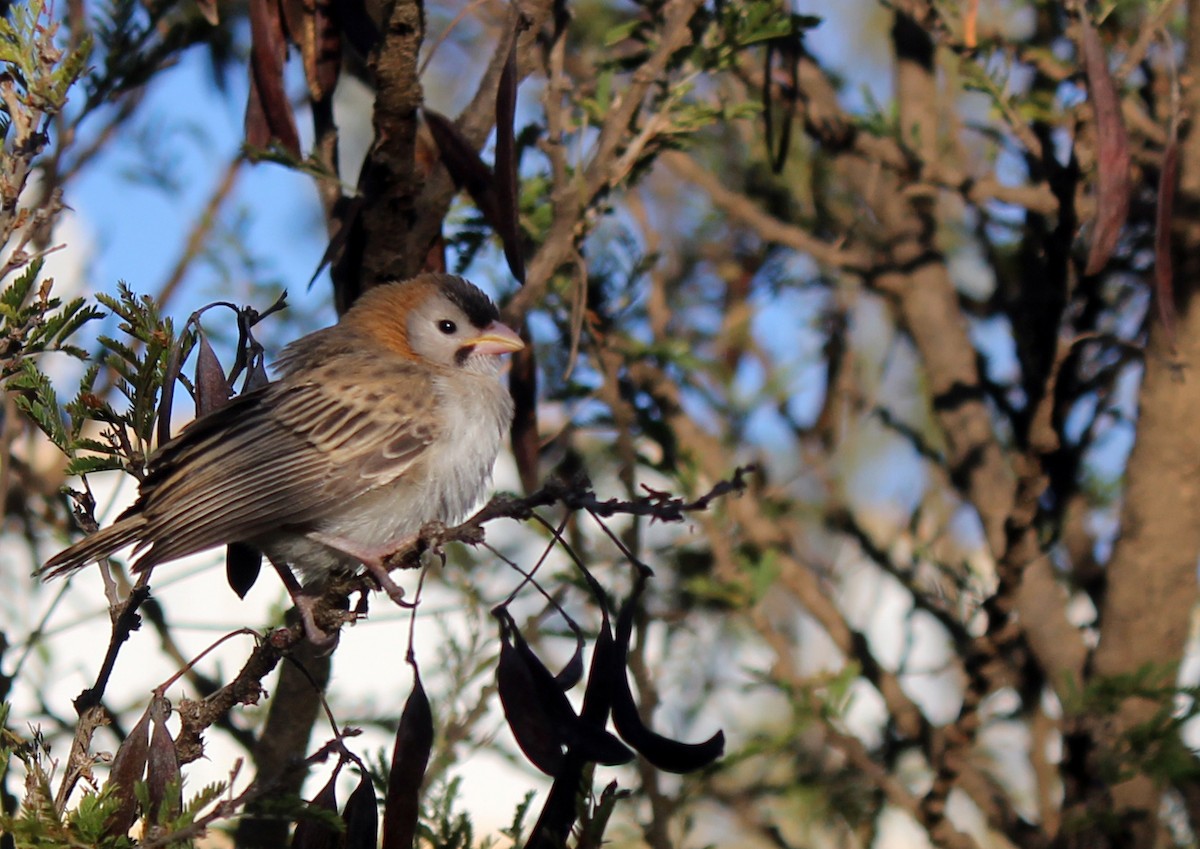 Speckle-fronted Weaver - ML610542699