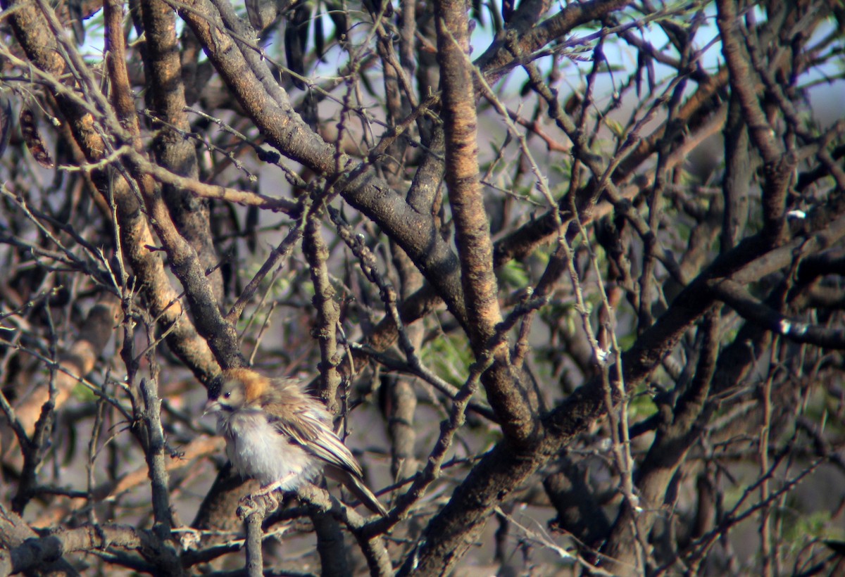 Speckle-fronted Weaver - ML610542700