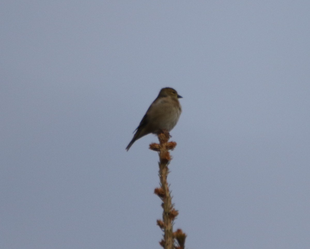 American Goldfinch - ML610542741