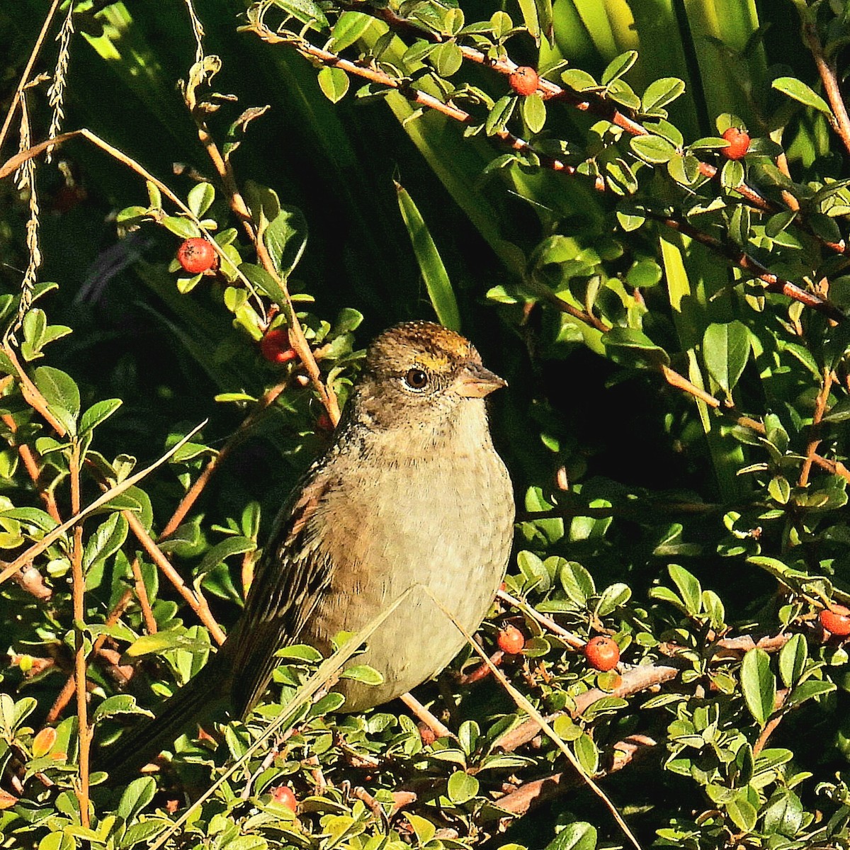 Golden-crowned Sparrow - ML610542759