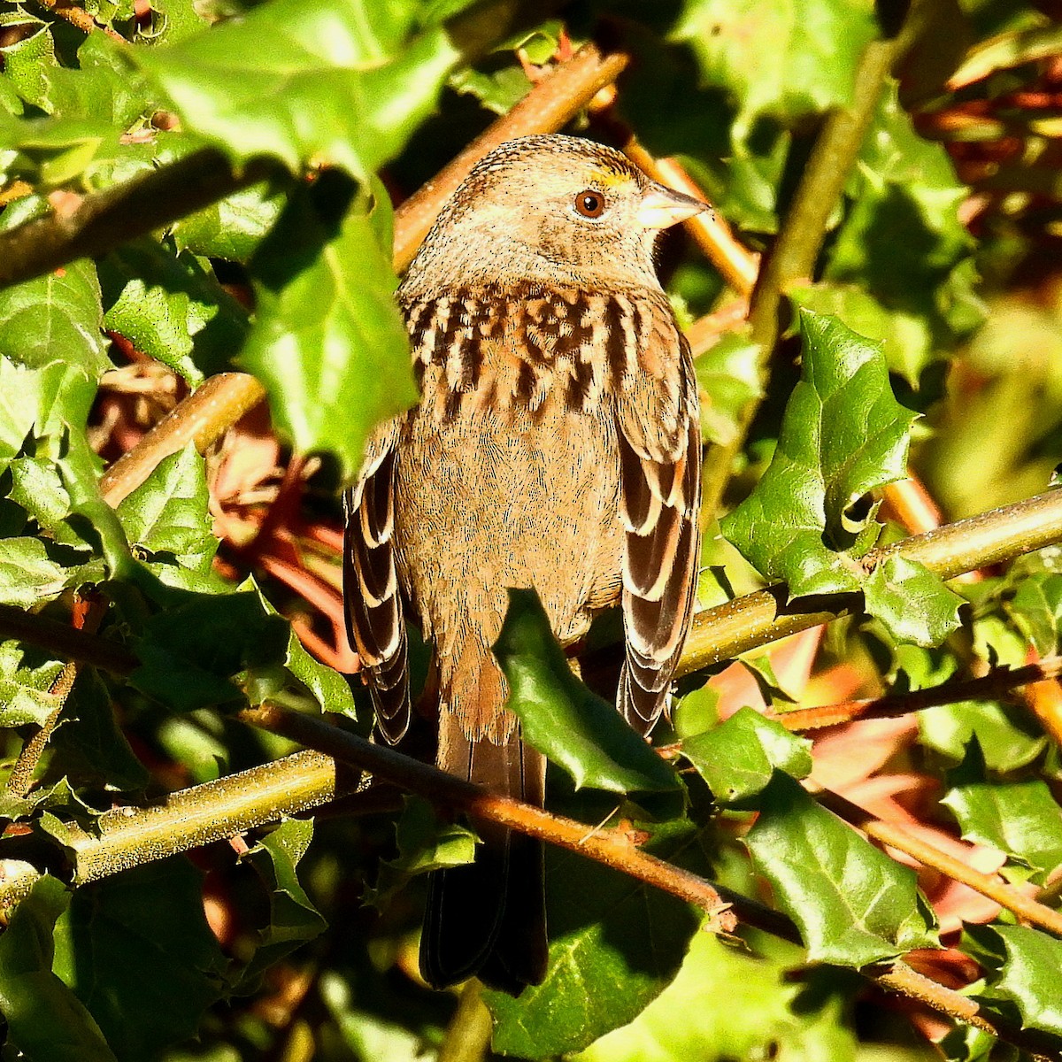 Golden-crowned Sparrow - ML610542760