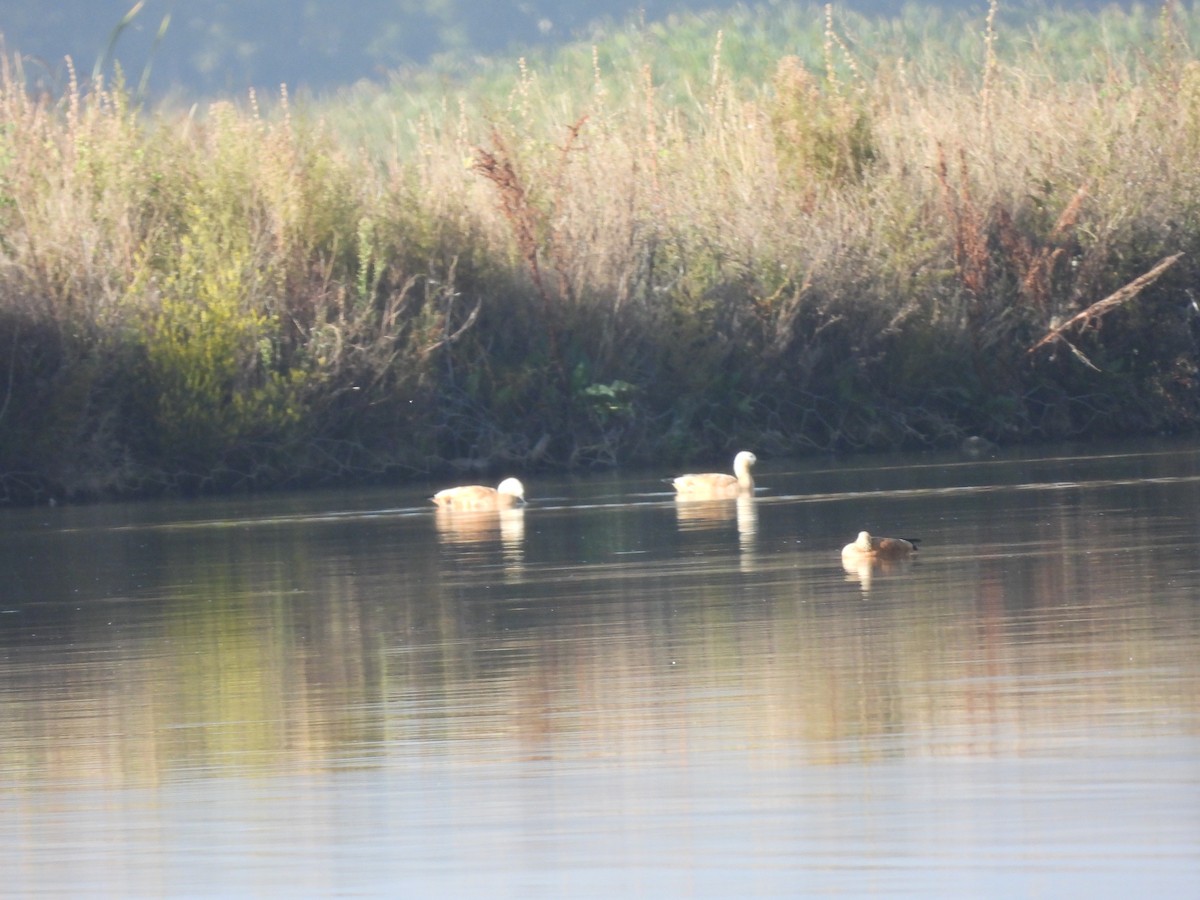 Ruddy Shelduck - ML610542769