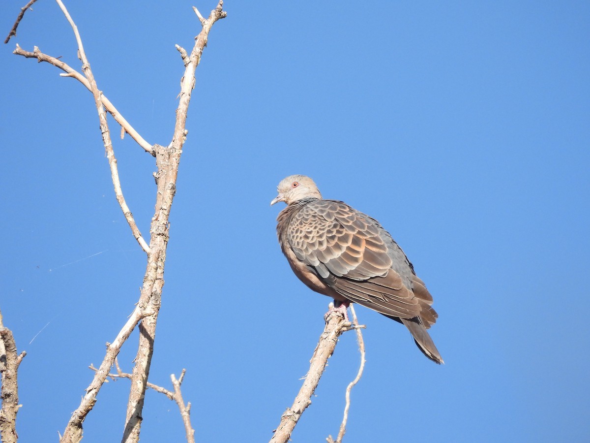 Oriental Turtle-Dove - chuang K2