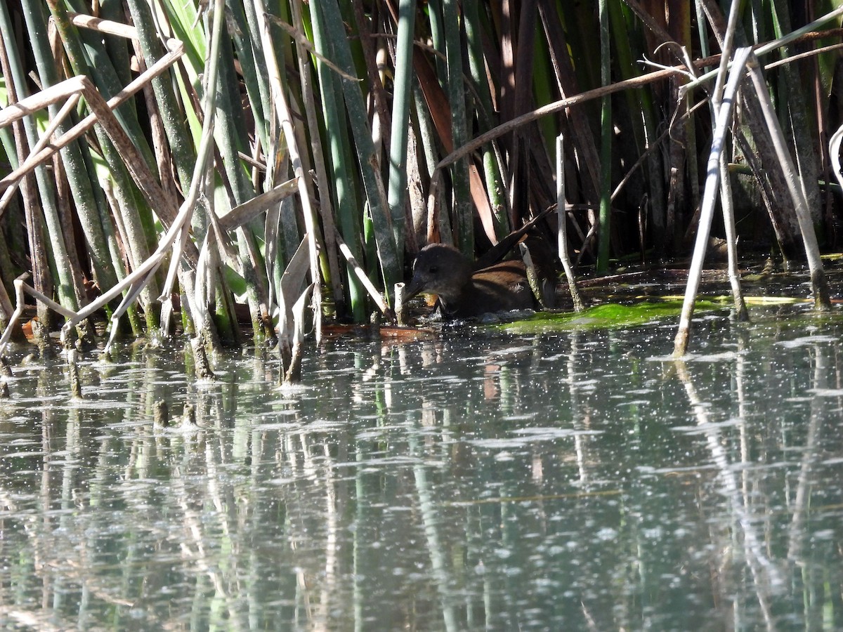 Eurasian Moorhen - ML610542802