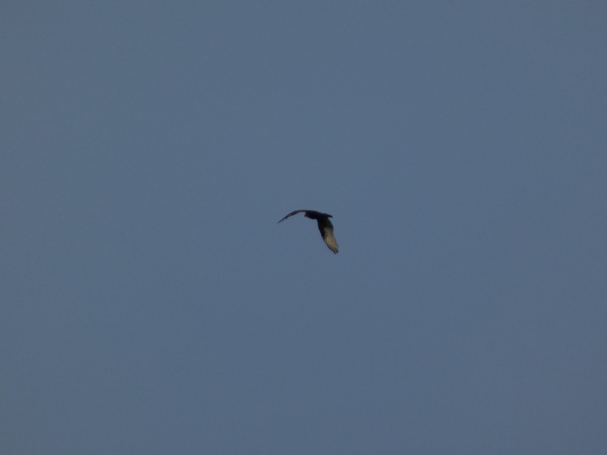 Turkey Vulture - ML610542808