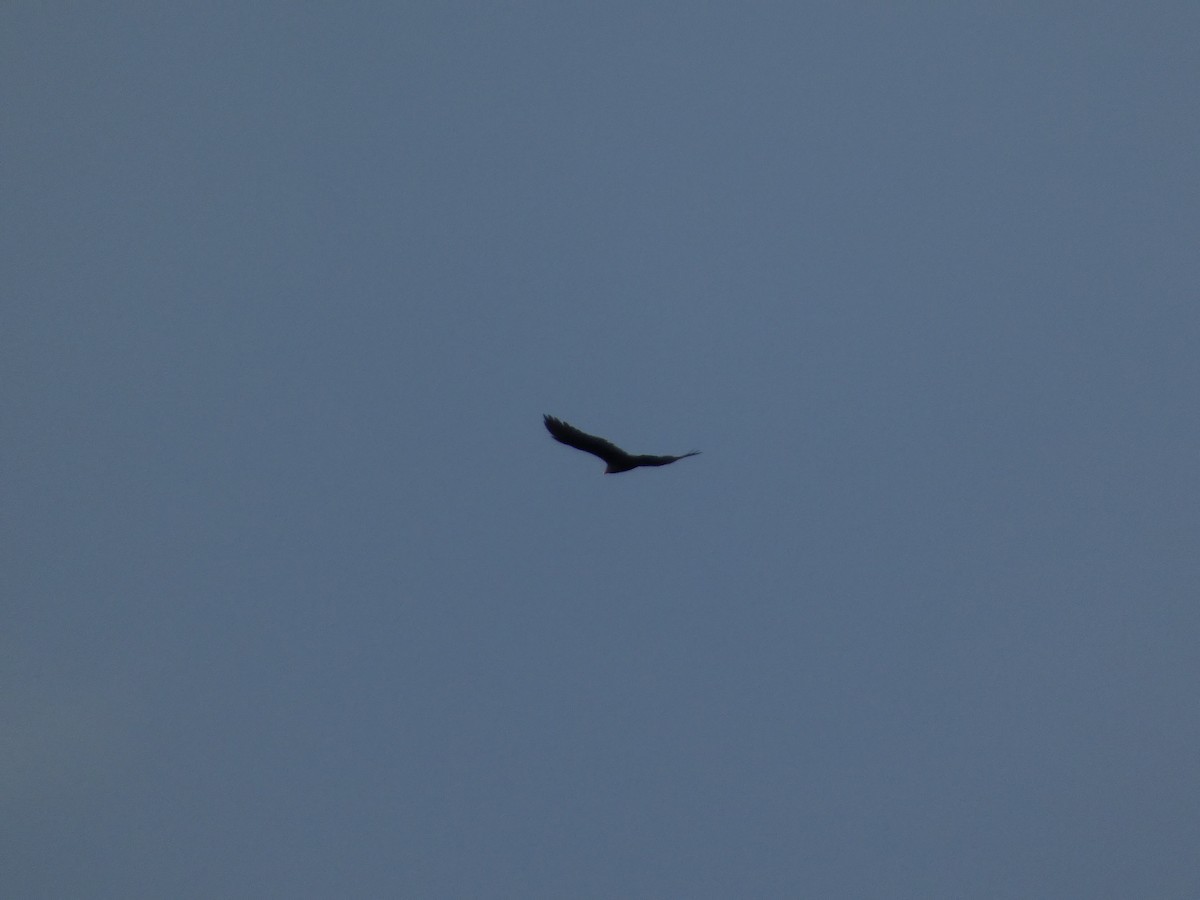 Turkey Vulture - ML610542810