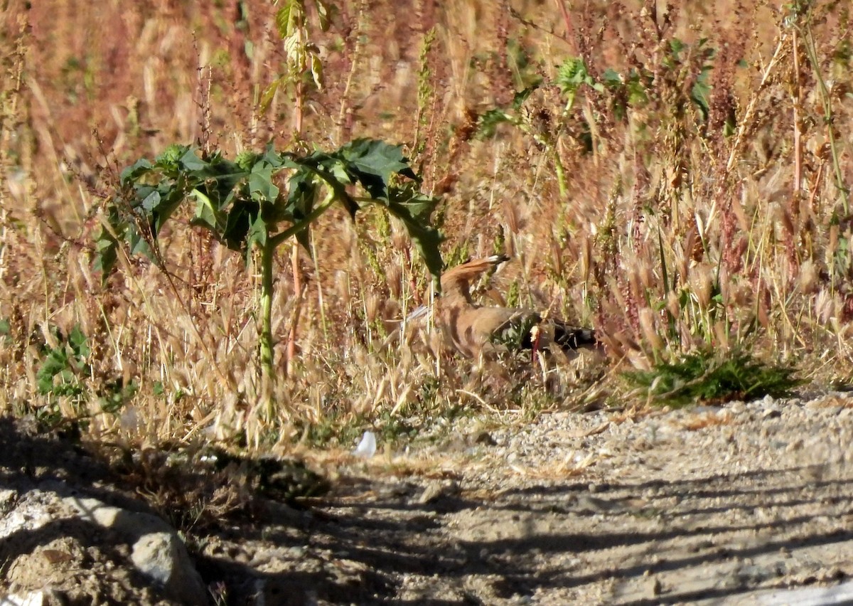 Eurasian Hoopoe - ML610542818