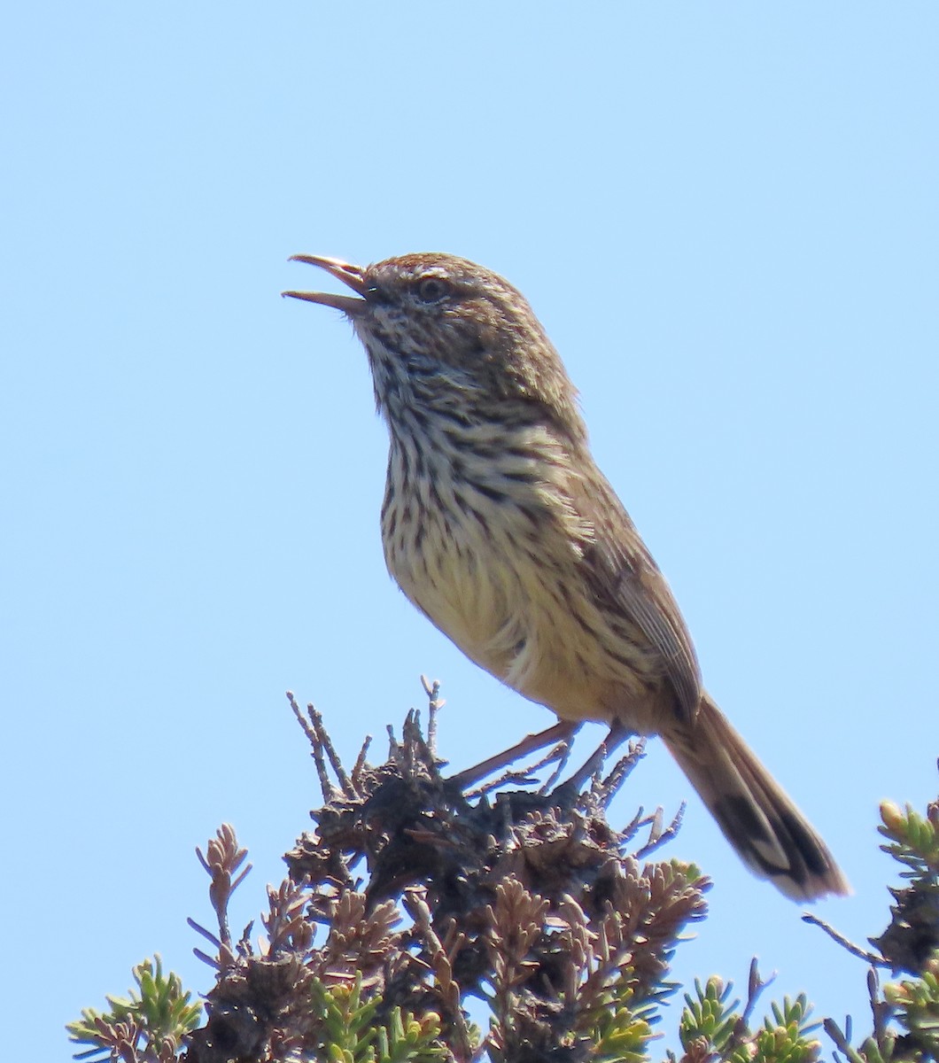 Western Fieldwren - Peter J. Taylor