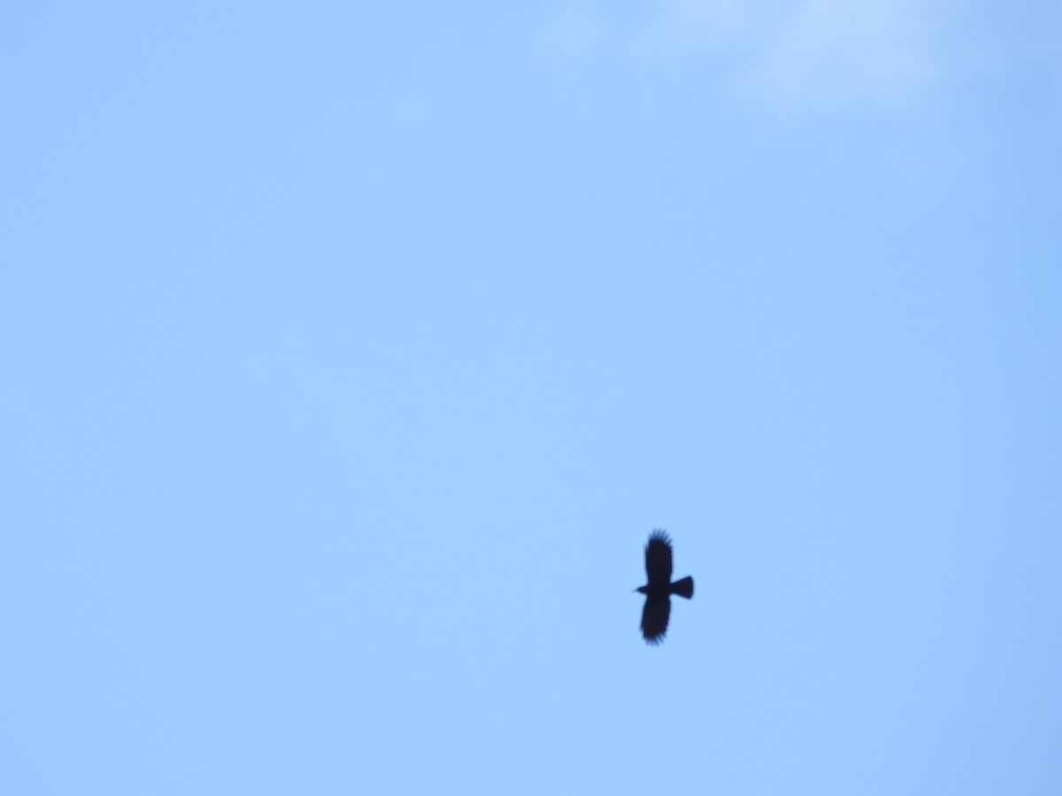 Red-billed Chough - chuang K2