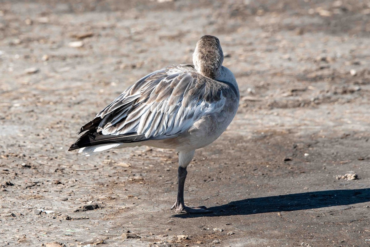 Snow Goose - ML610542841