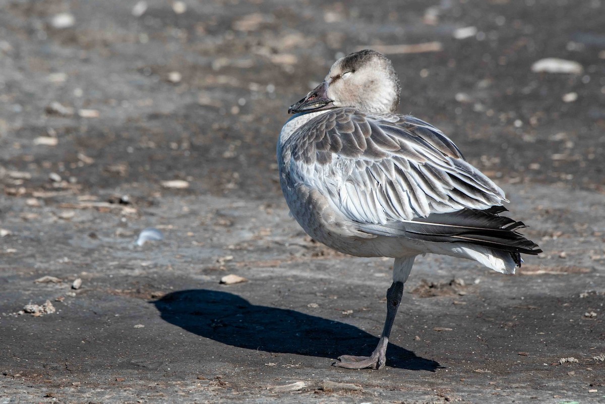 Snow Goose - ML610542845