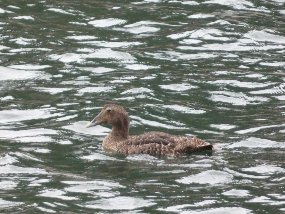 Common Eider - Roberto Macay