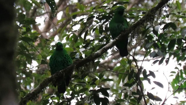 Whitehead's Broadbill - ML610542922