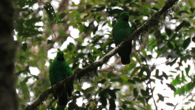 Whitehead's Broadbill - ML610542923