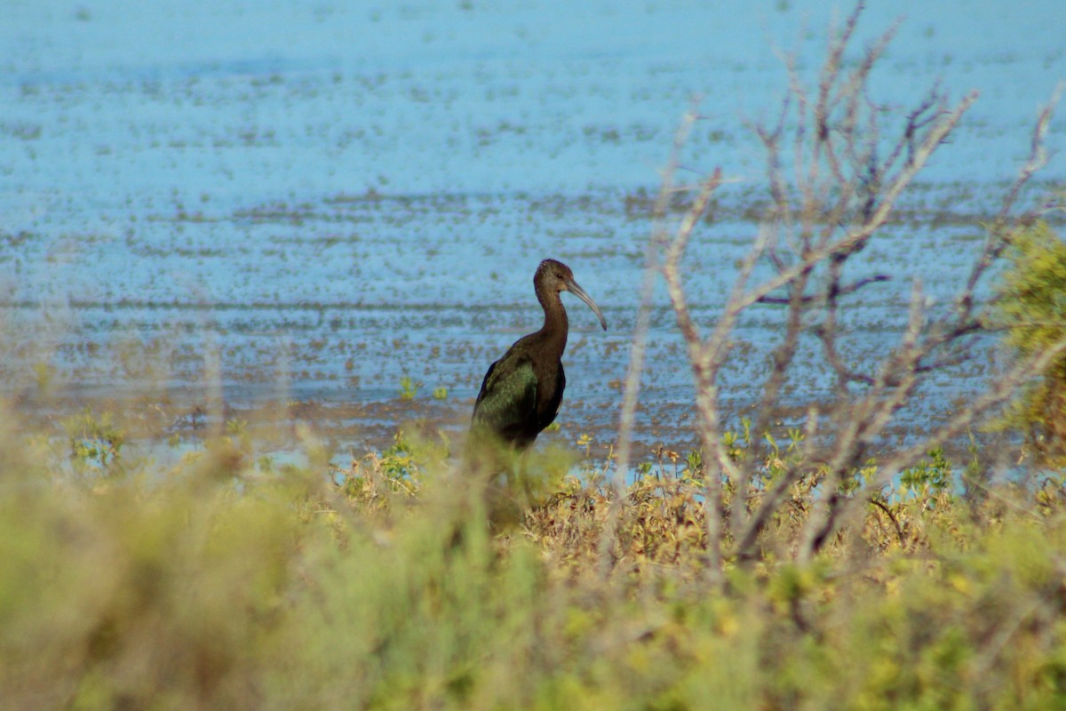 White-faced Ibis - ML610542970