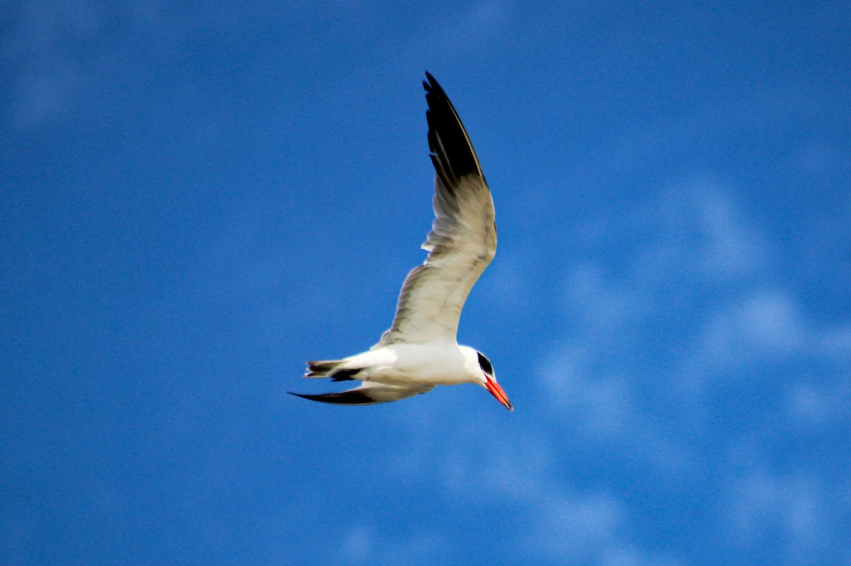 Caspian Tern - ML610542976