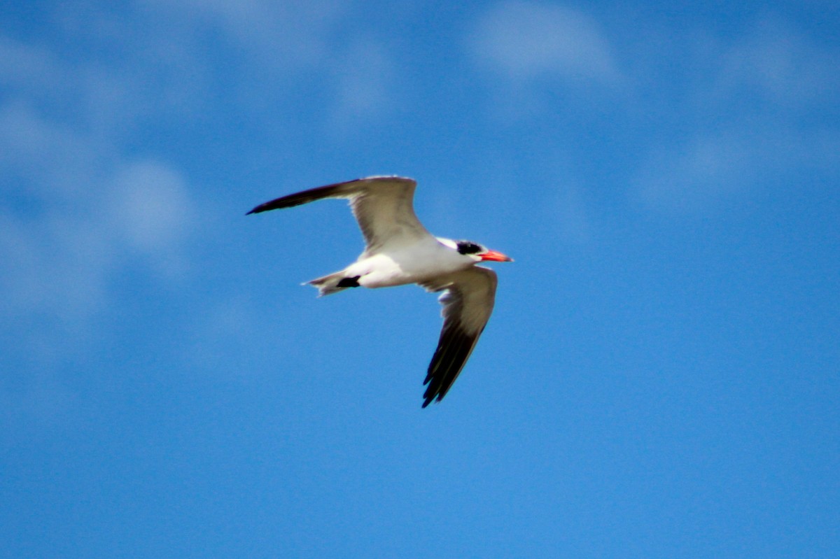 Caspian Tern - ML610542977