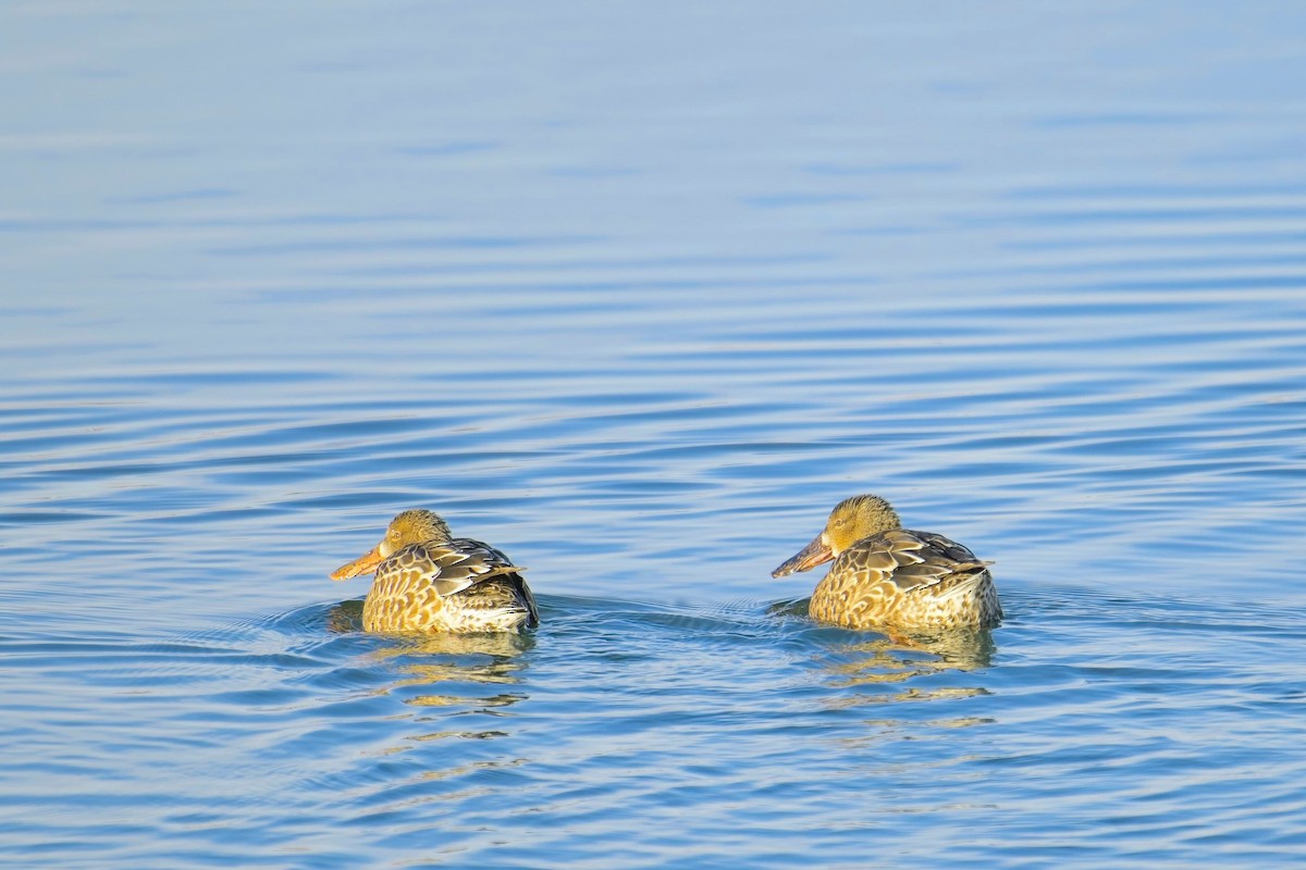 Canard souchet - ML610542984