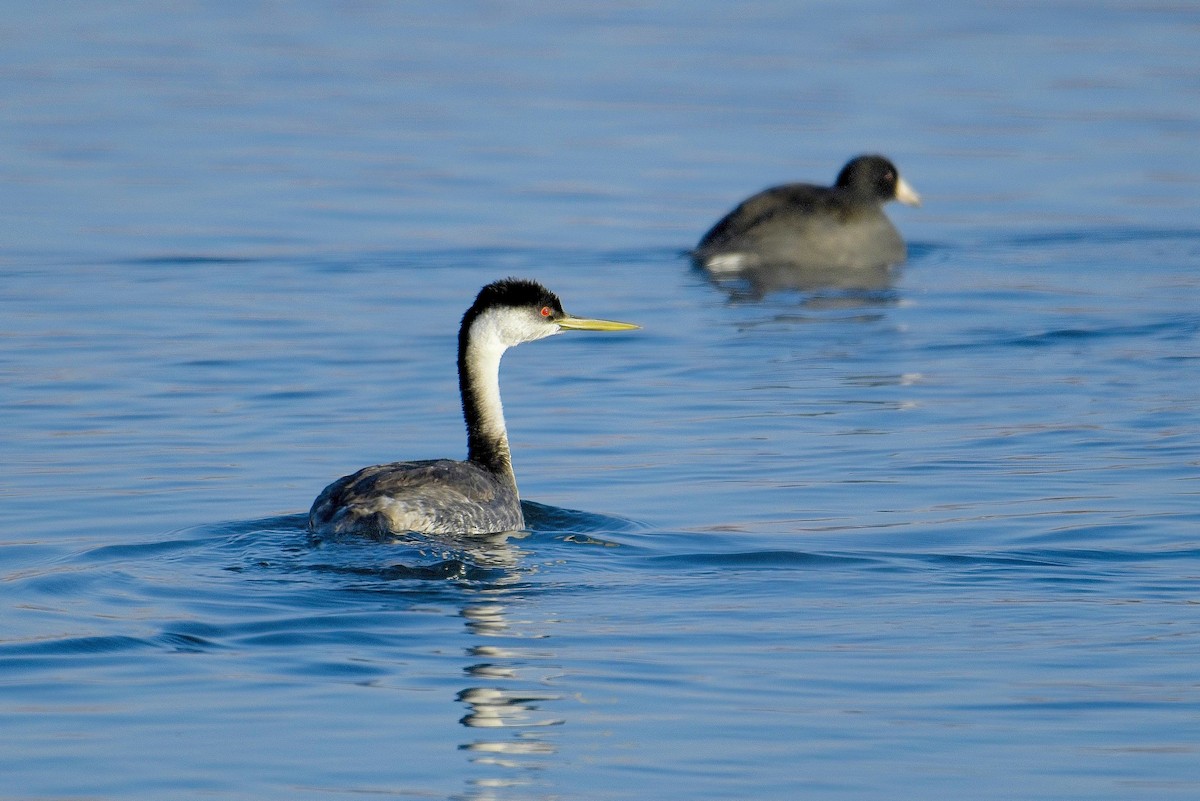 Western Grebe - ML610542988