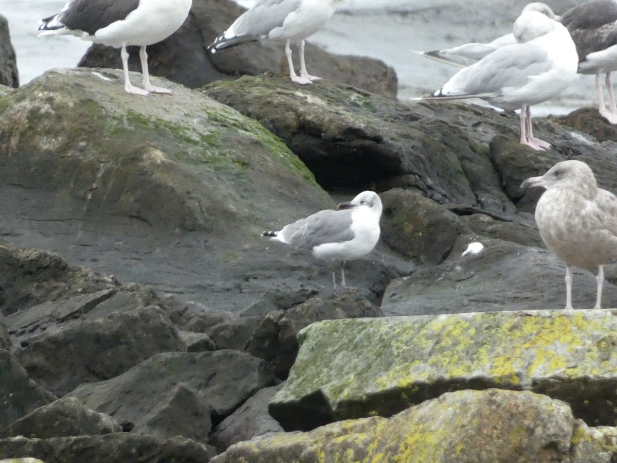 Laughing Gull - ML610542991