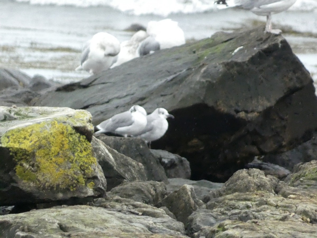 Laughing Gull - ML610542993