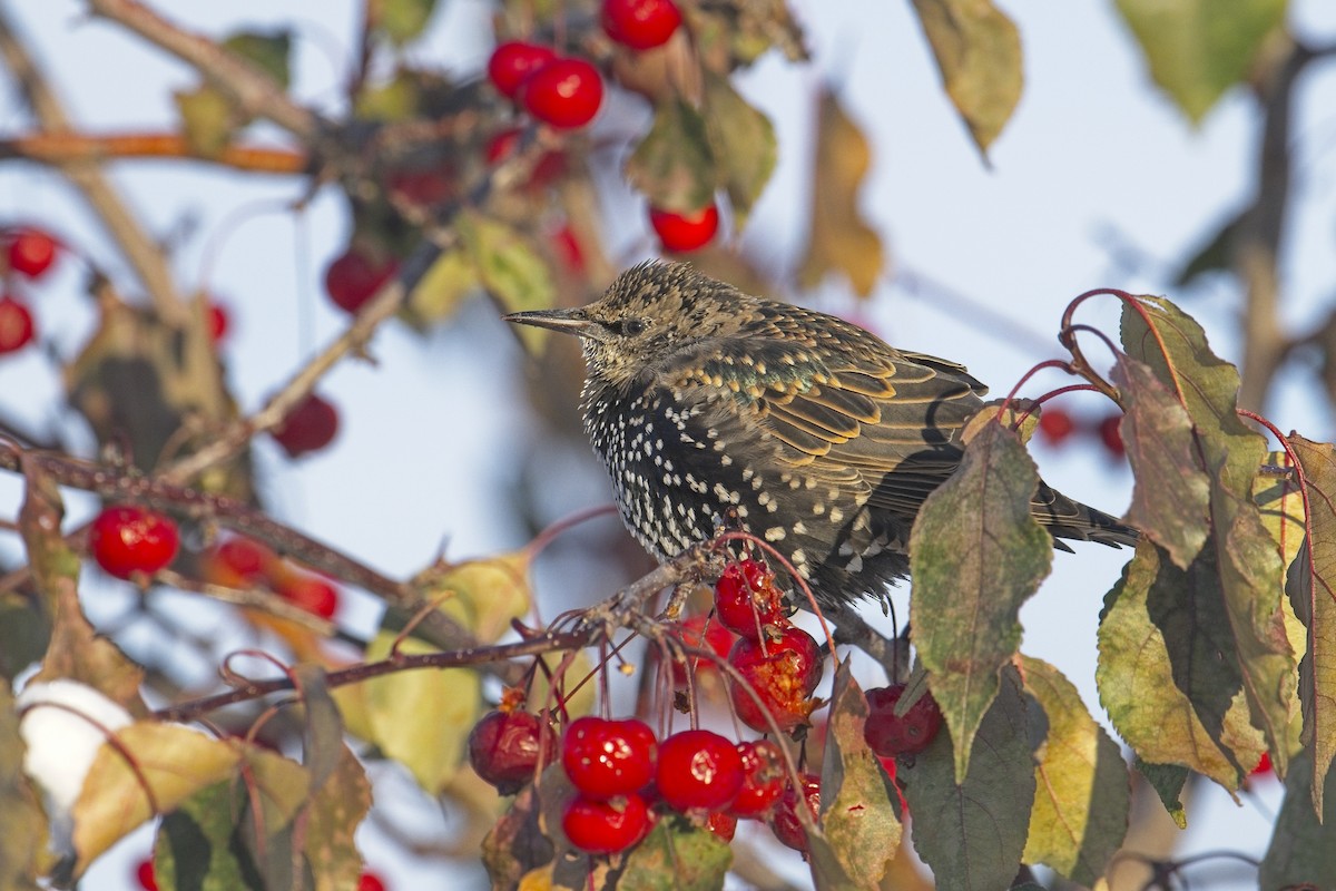 European Starling - ML610543030