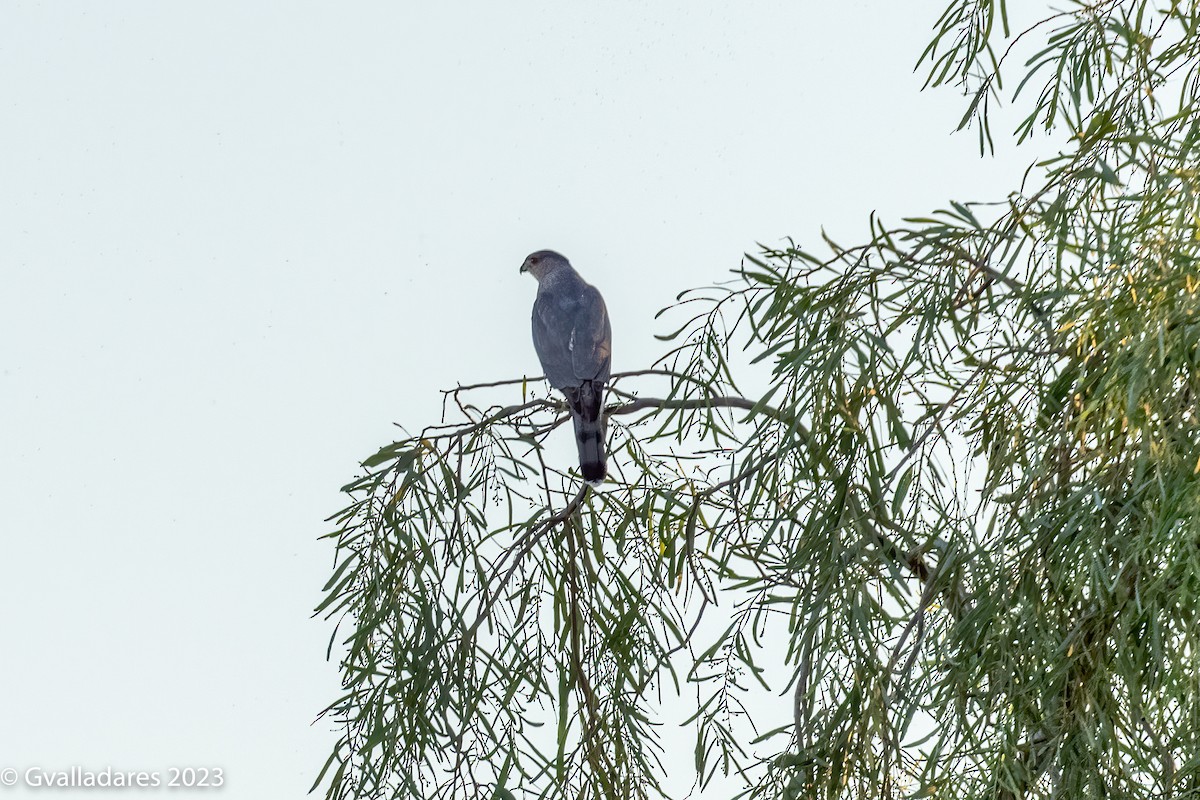 Cooper's Hawk - George Valladares