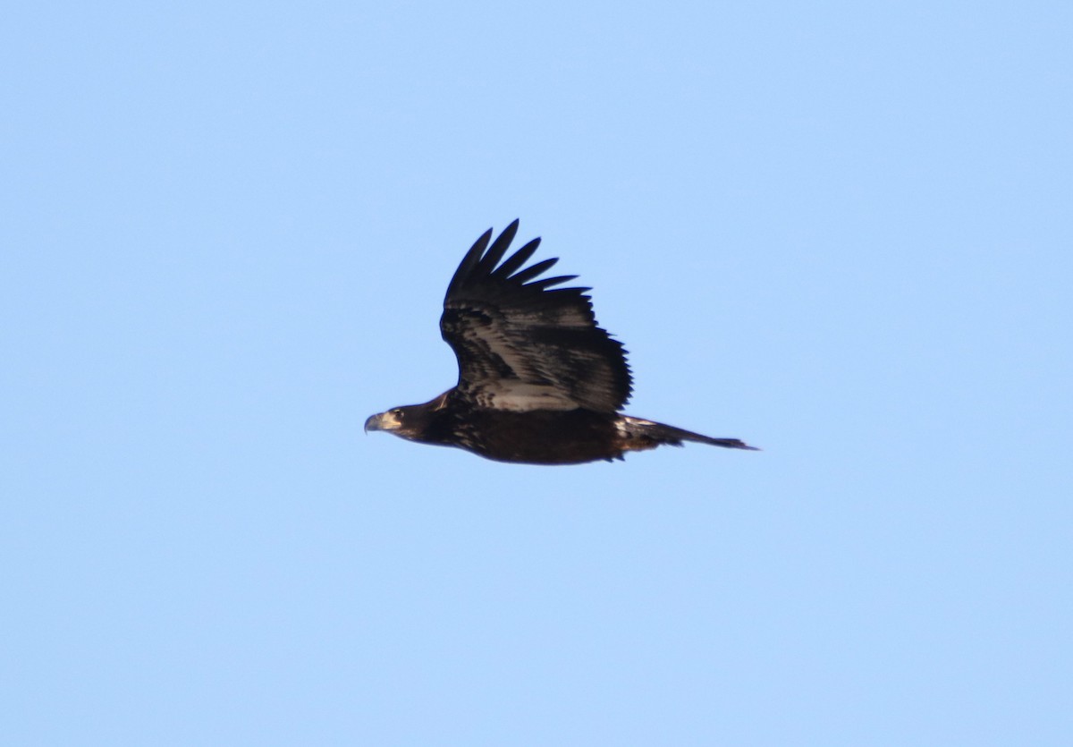 Bald Eagle - ML610543082