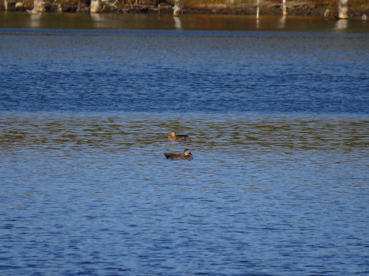 Gadwall - ML610543105