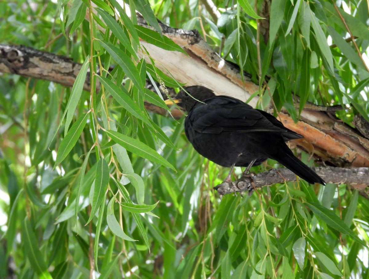 Tibetan Blackbird - chuang K2