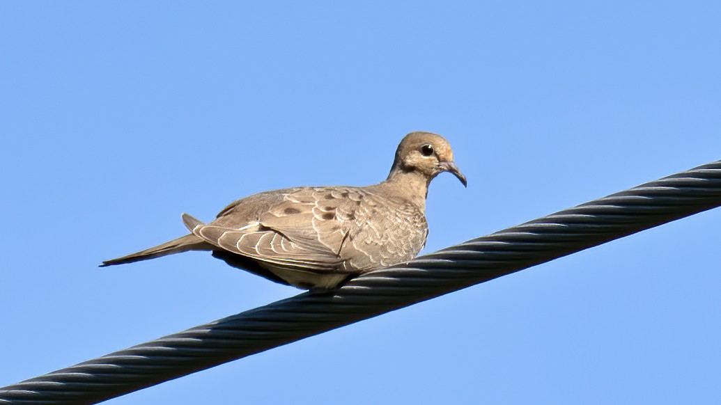 Mourning Dove - ML610543146