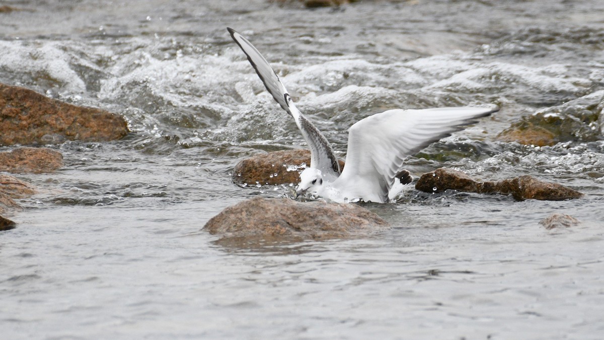 Bonaparte's Gull - ML610543167