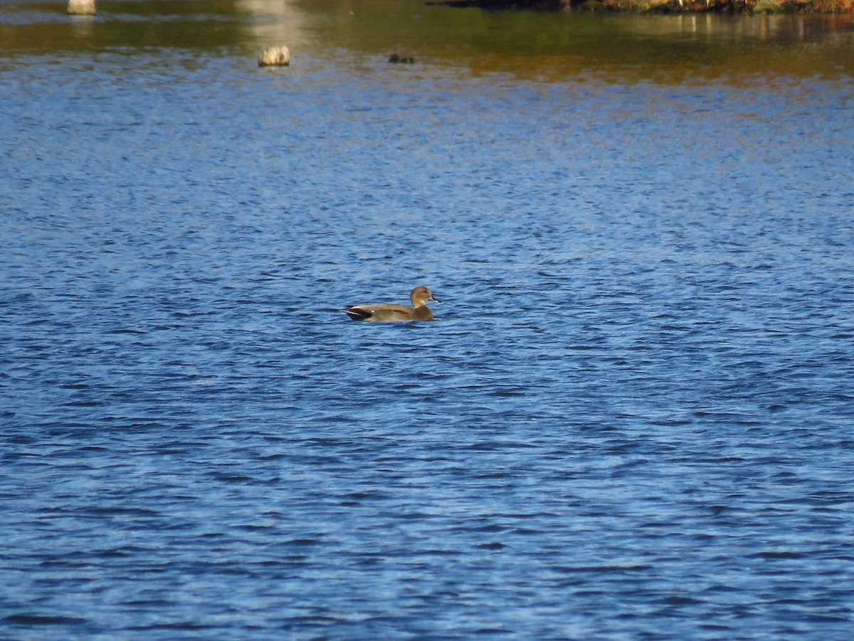 Gadwall - ML610543186