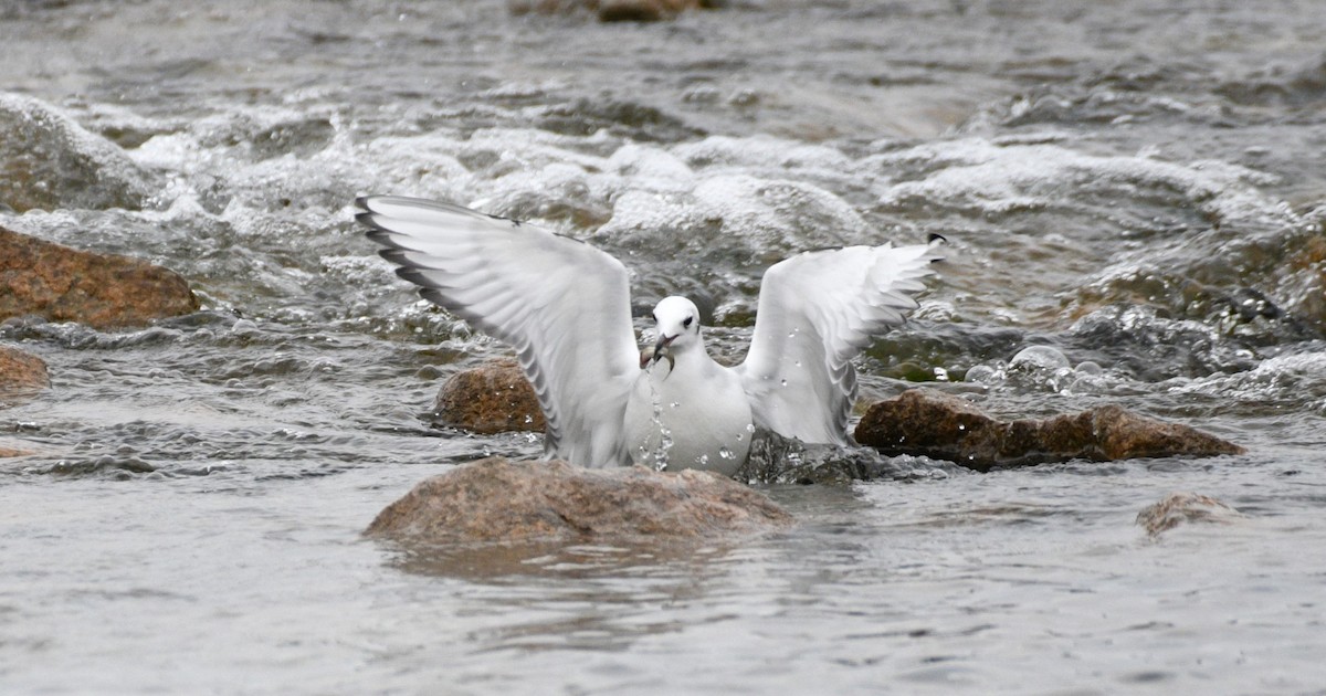 Bonaparte's Gull - ML610543220