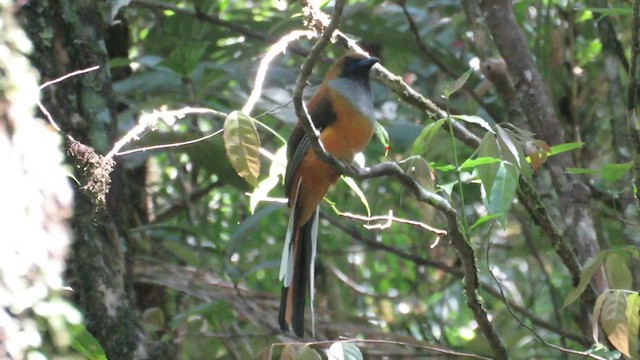 Whitehead's Trogon - ML610543350