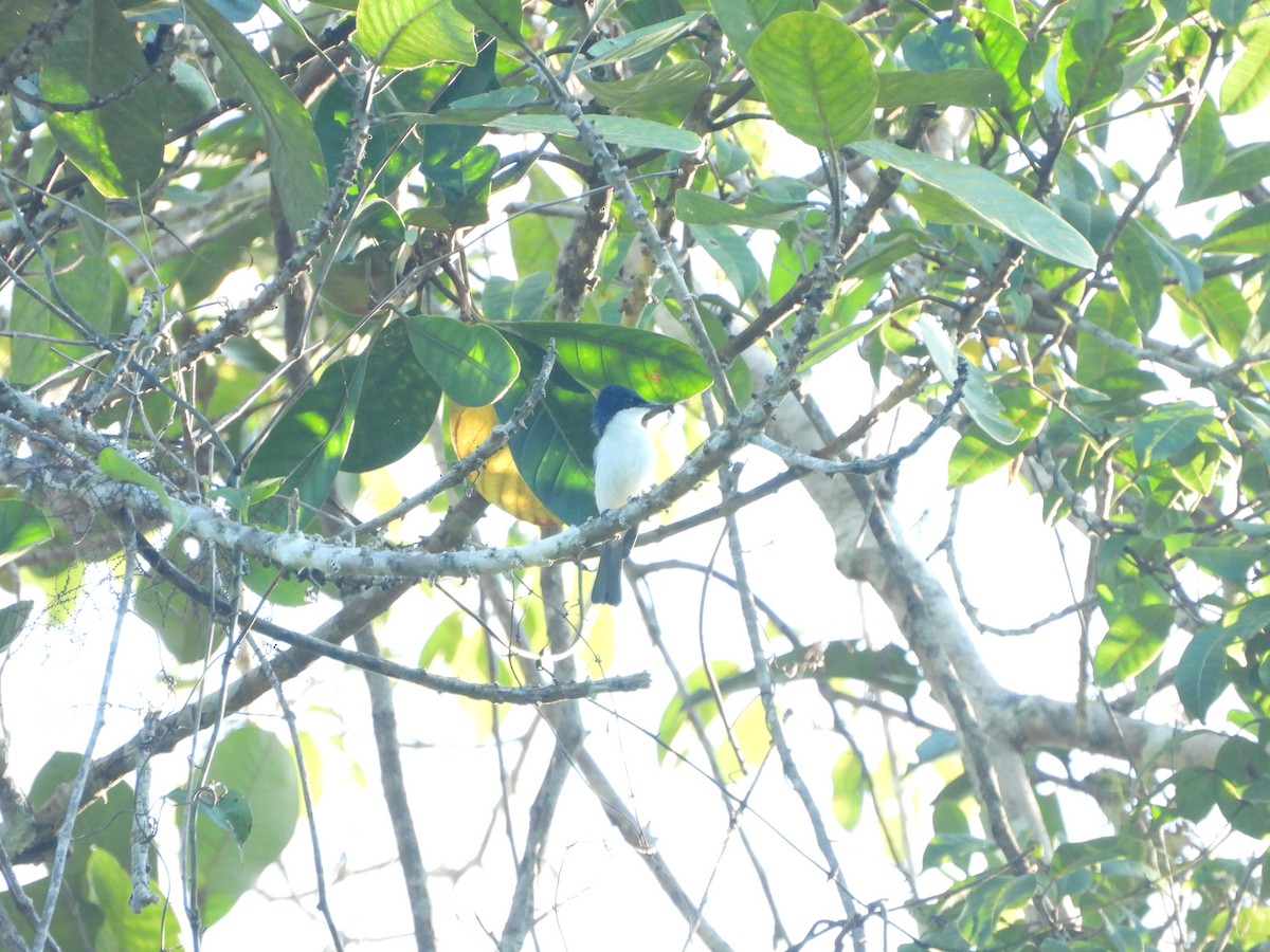 Moluccan Flycatcher - ML610543396